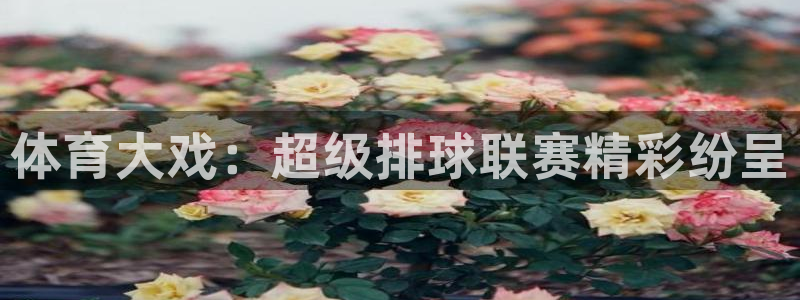 熊猫体育平台：体育大戏：超级排球联赛精彩纷呈