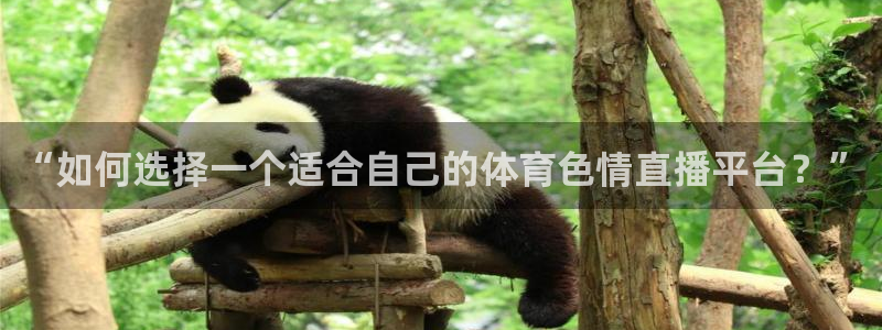 熊猫足球直播：“如何选择一个适合自己的体育色情直播平台？”