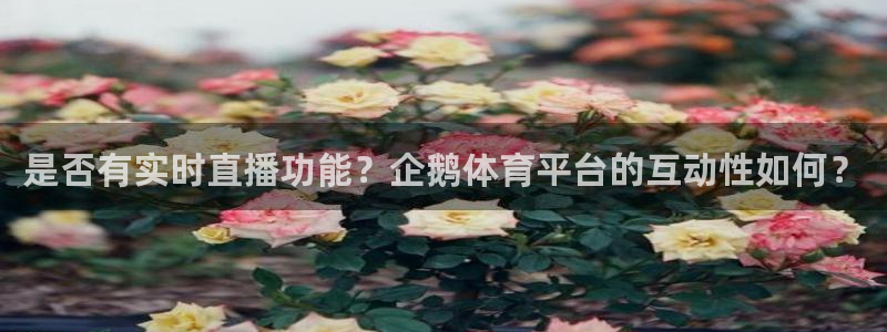 动感熊猫体育公园：是否有实时直播功能？企鹅体育平台的互动性如何？